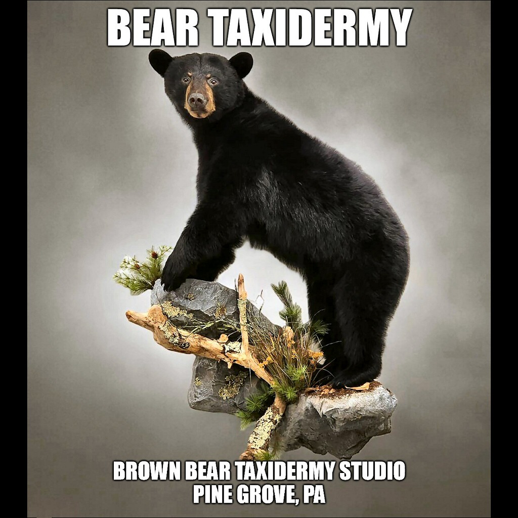 brown bear taxidermy Black Bear Full Body Floor Mounts