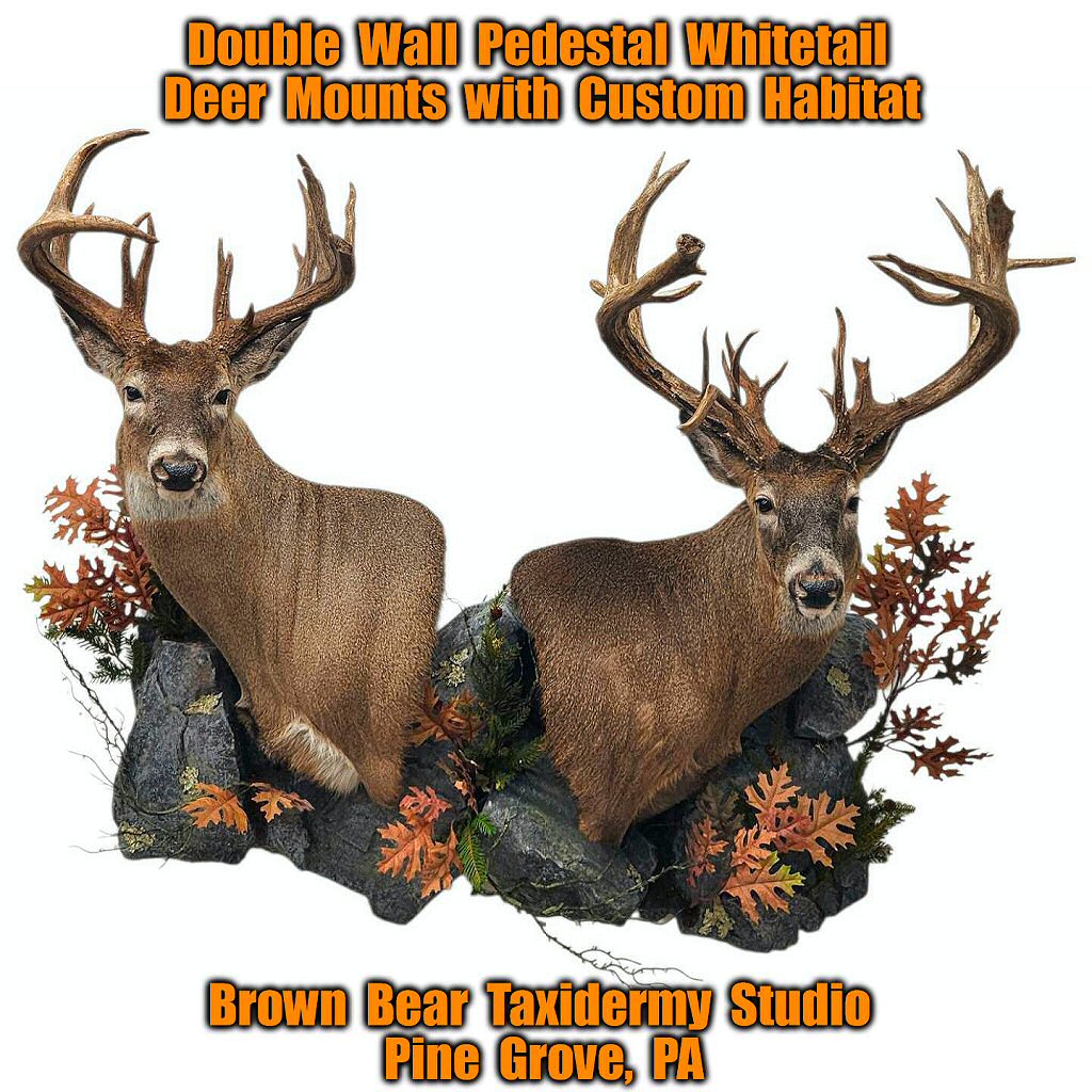 Deer Taxidermy Whitetail Wall Mount With Custom Habitat