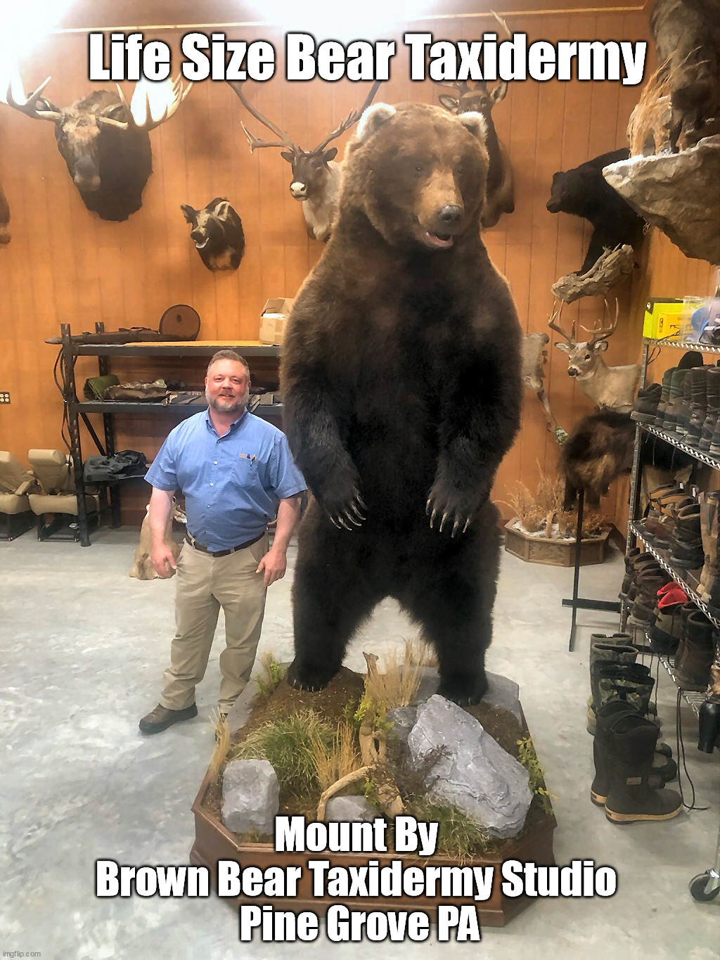 Life Size Bear Taxidermy by Brown Bear Taxidermy Studio Pine Grove PA